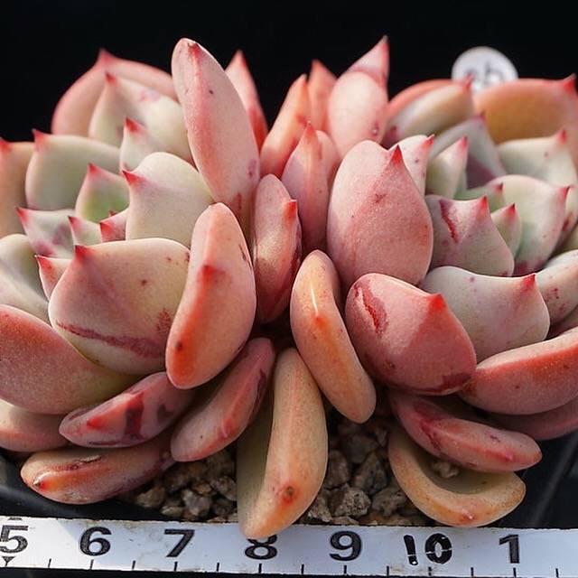PRESALE Echeveria Shamong, Double, (Not so Random)