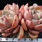PRESALE Echeveria Shamong, Double, (Not so Random)