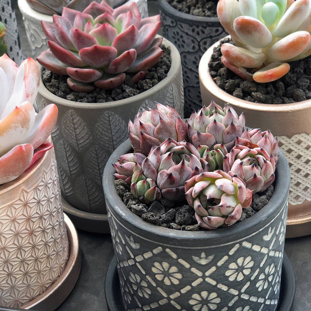 chive plant pots 3.5" Chive Balter Pot- Friendliest Flower – Cedar Creek Farmhouse