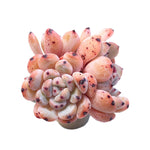 Echeveria Viant, Triple