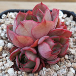 SPECIAL! JUST CART!! PRESALE Echeveria Yangjin, (Not so Random)