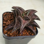 Haworthia Onigawara