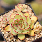 PRESALE Echeveria Sp., (Not so Random)