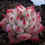 PRESALE Echeveria Chihuahuaensis cv, (Random)