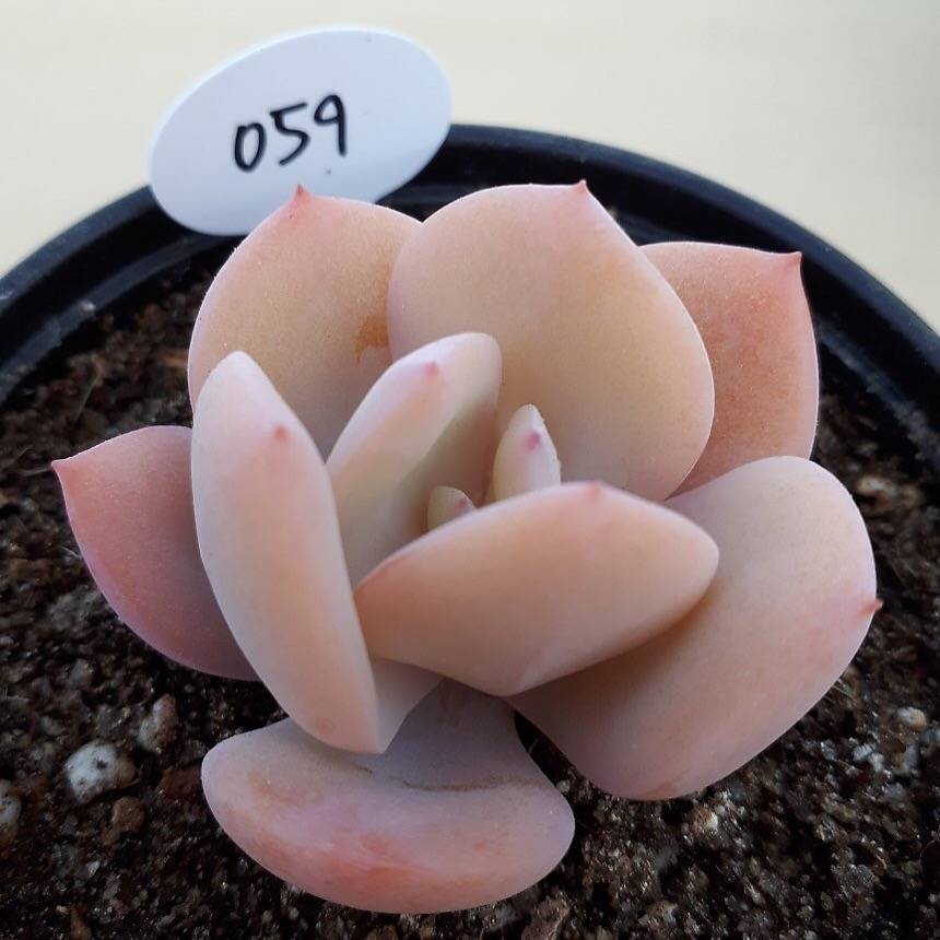 PRESALE Echeveria HAKUHOU, (Not so Random)