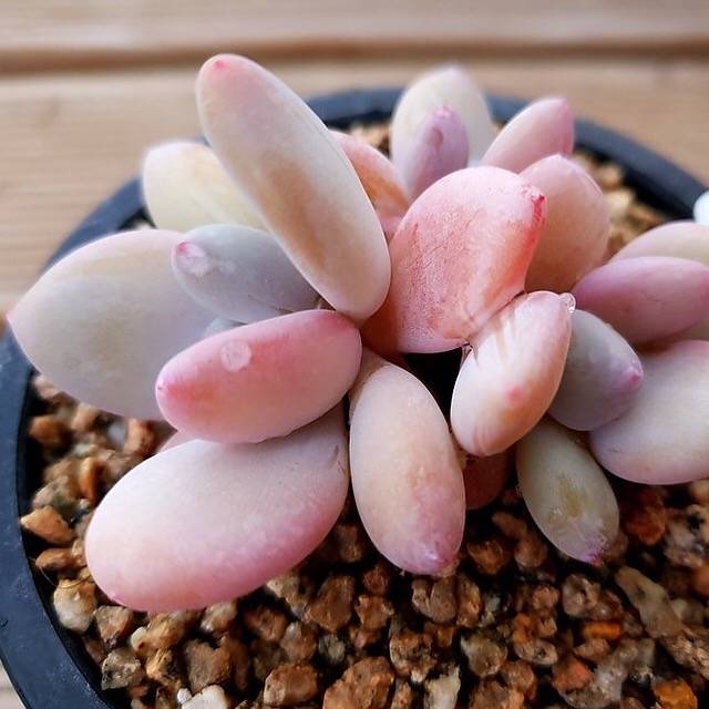 (RESERVED) Echeveria Pink Pitch Cluster