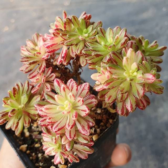 Aeonium Sedifolius, Variegata