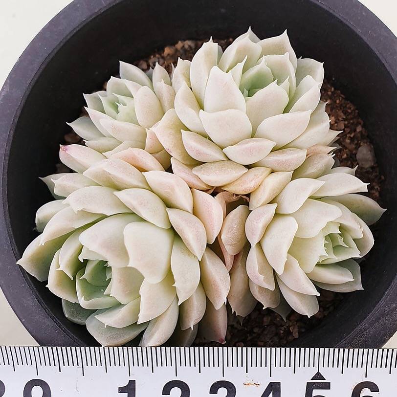 PRESALE Echeveria Hughmillus Cluster, (Random)