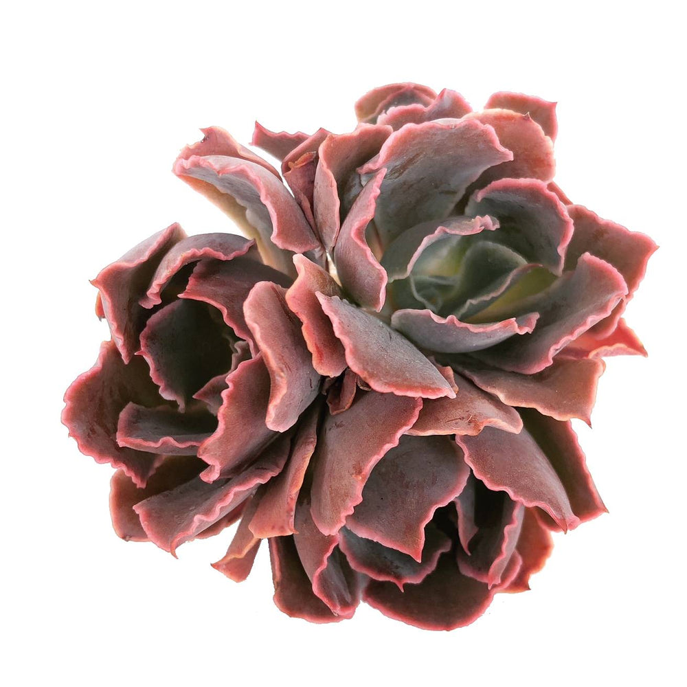 (RESERVED), Echeveria Shaviana del Madre