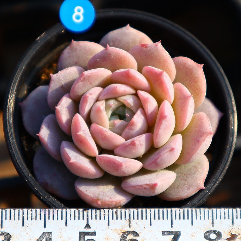 Echeveria Amazing Grace