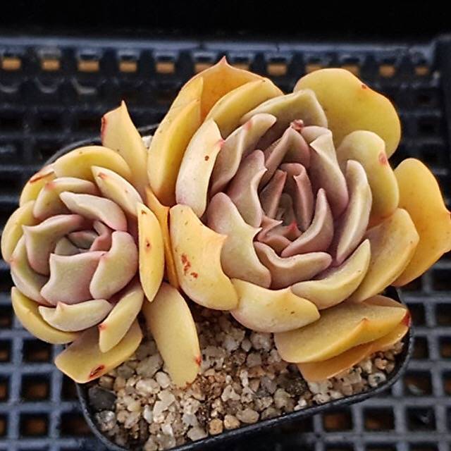 PRESALE Echeveria Keys, (Random)