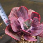 PRESALE Echeveria Dreams and Fantasy, (Not so Random)