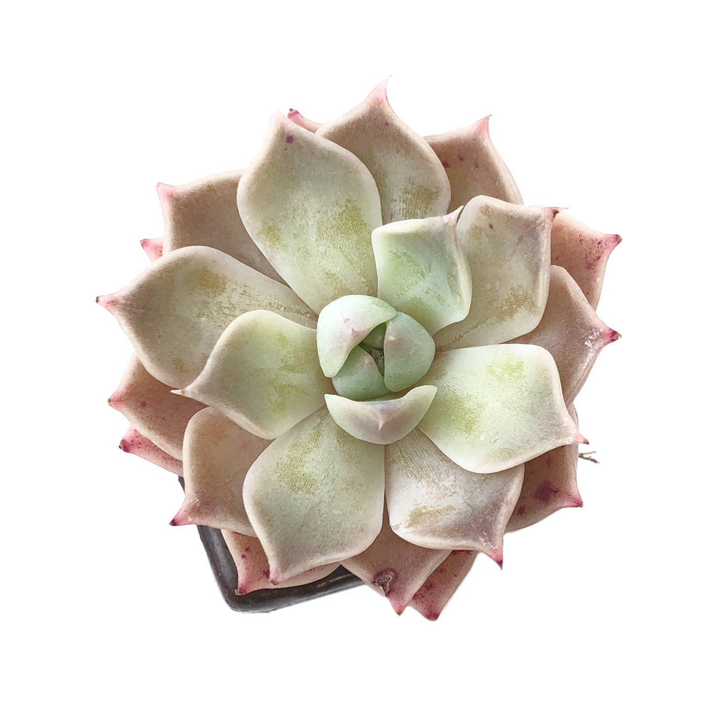 Sale! Echeveria 'Colina'