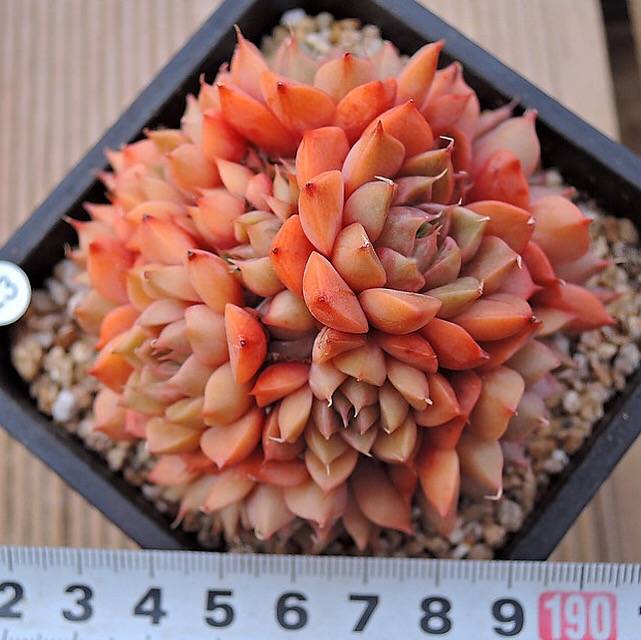 PRESALE Echeveria Sp, Cluster, (Not so Random)