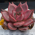 Echeveria Agavoides Ebony