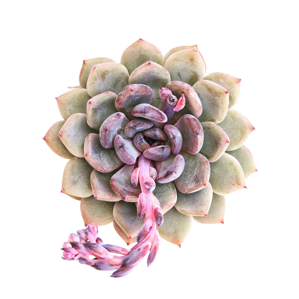 Echeveria Black Queen