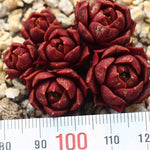 PRESALE Echeveria Longissima Sp.