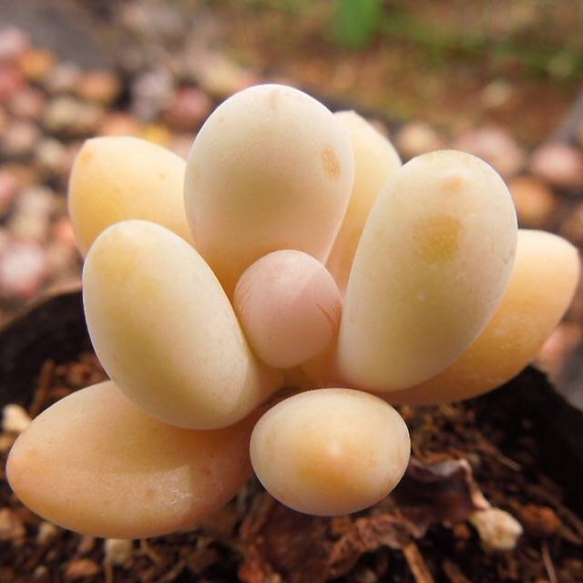 PRESALE Pachyphytum Beauty, (Random)