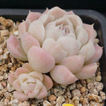 PRESALE Echeveria Hughmillus, (Random)