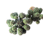 Euphorbia Obesa, Cluster, Random