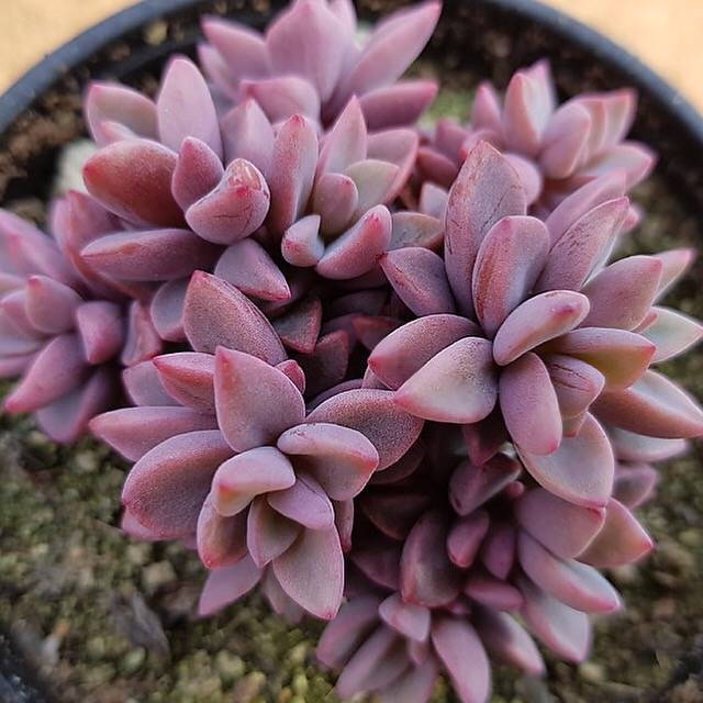 PRESALE Echeveria cv Rezry, (Random)