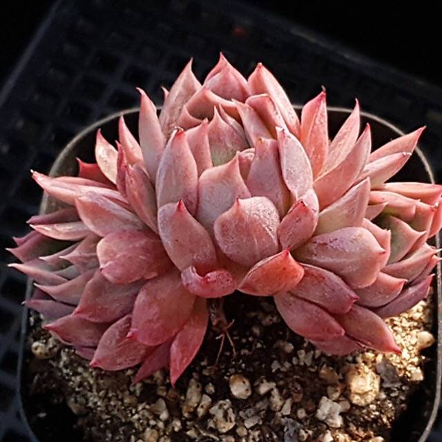 PRESALE Echeveria Bradburiana, Triple (Random)