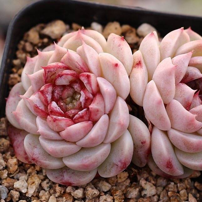 Echeveria Red Velvet, Double (changed colors)