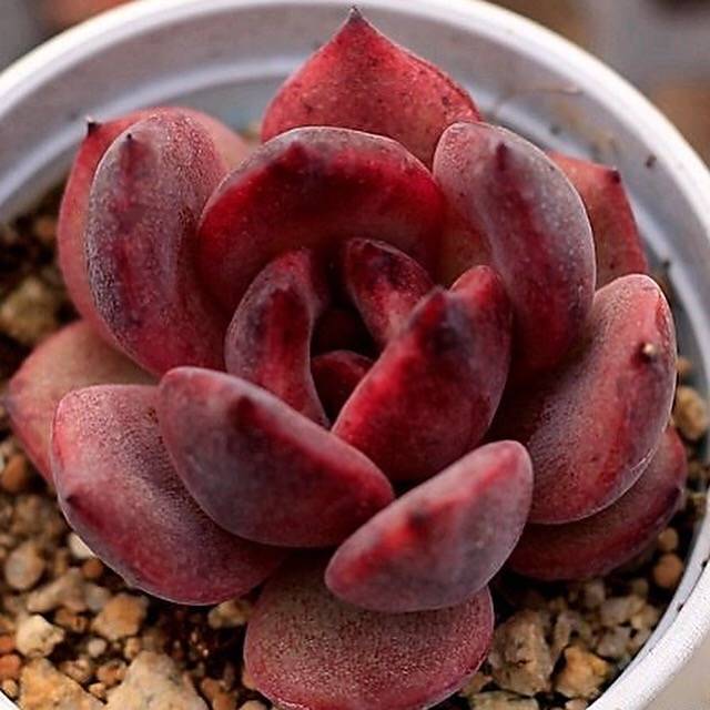 Echeveria Black Queen Hybrid