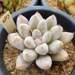 PRESALE Echeveria Tolimanensis, (Random)