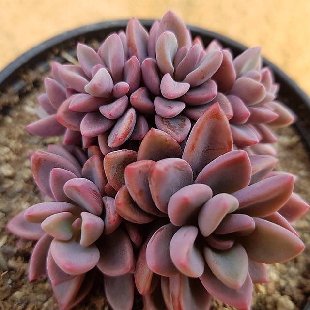 PRESALE Echeveria cv Rezry, (Random)