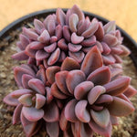 PRESALE Echeveria cv Rezry, (Random)