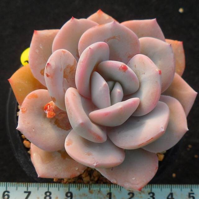 PRESALE Echeveria Cream Tea, (Random)