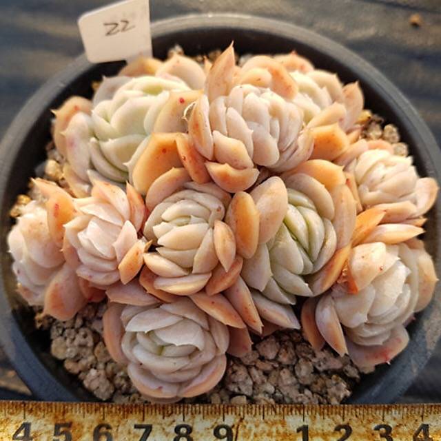 PRESALE Echeveria Potosina Elegans Cluster, (Random)