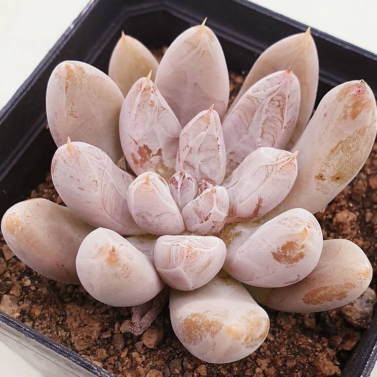 PRESALE Echeveria Tolimanensis, (Random)