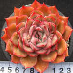 PRESALE Echeveria Eiria, (Random)