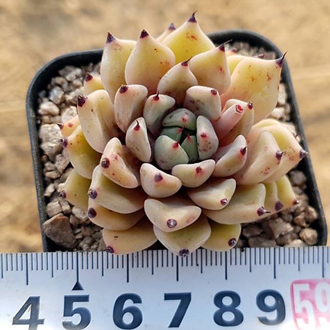 PRESALE Echeveria Canape, (Random)