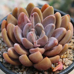 PRESALE Echeveria Sugar Jelly, (Random)