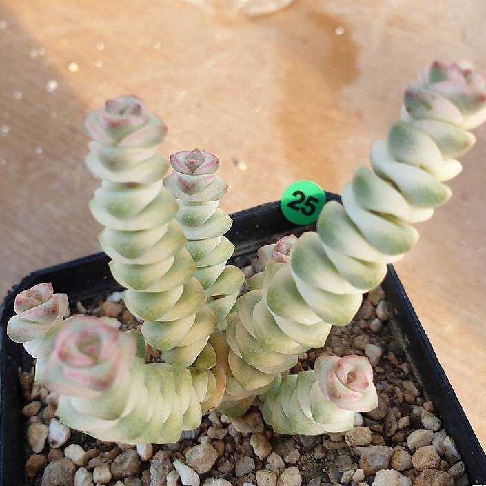 crassula perforata variegata Crassula Perforata, Variegata, (Not so Random)
