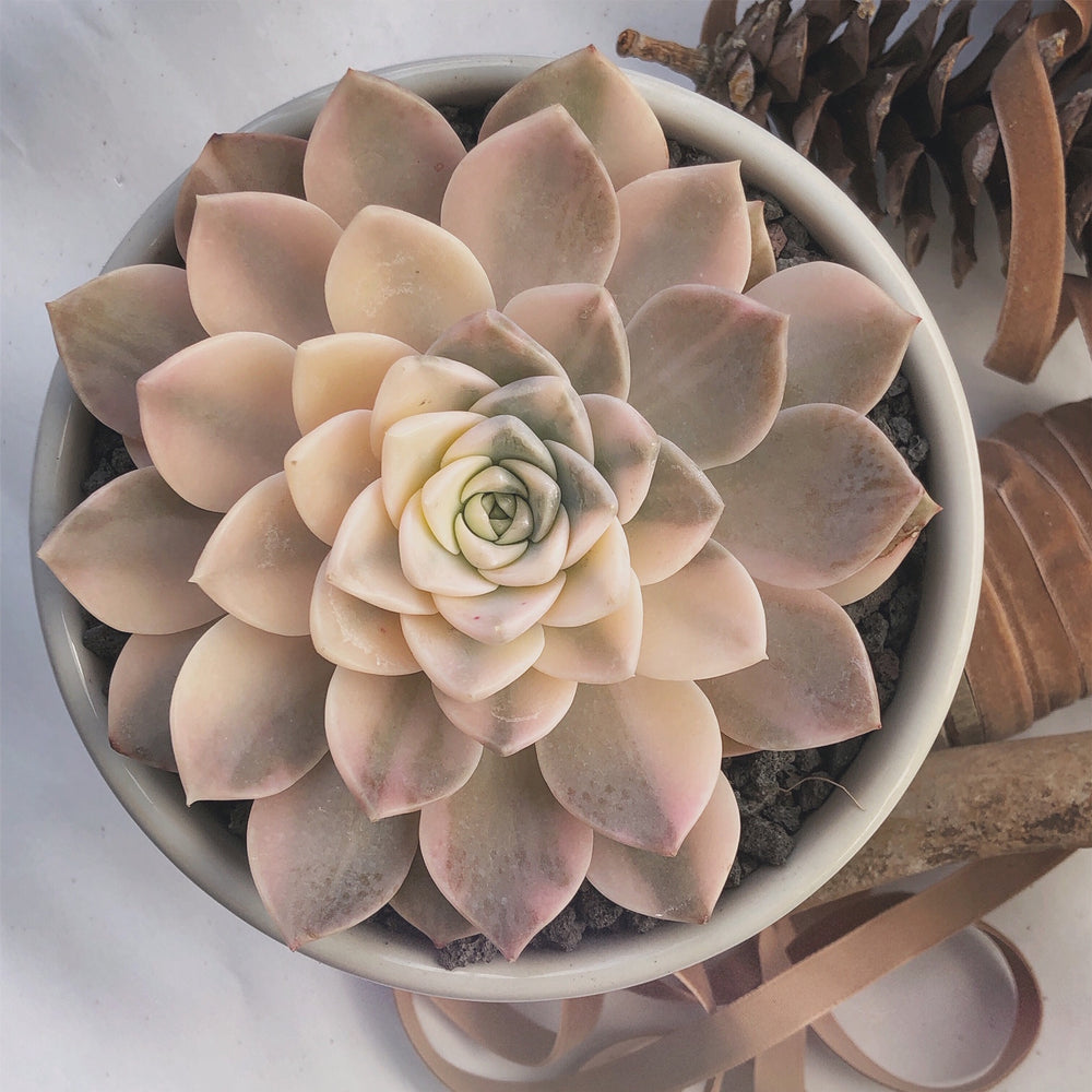 succulent echeveria leggy SALE! Echeveria Anna, Variegata (Leggy) – Cedar Creek Farmhouse