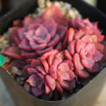 PRESALE  Echeveria Noble Clusters, (Random)