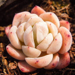 PRESALE Echeveria Sp., (Not so Random)
