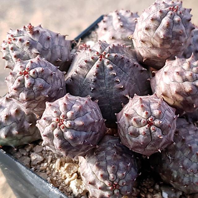 PRESALE Euphorbia Obesa, Cluster, (Random)