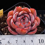 PRESALE Echeveria Hera, (Random)