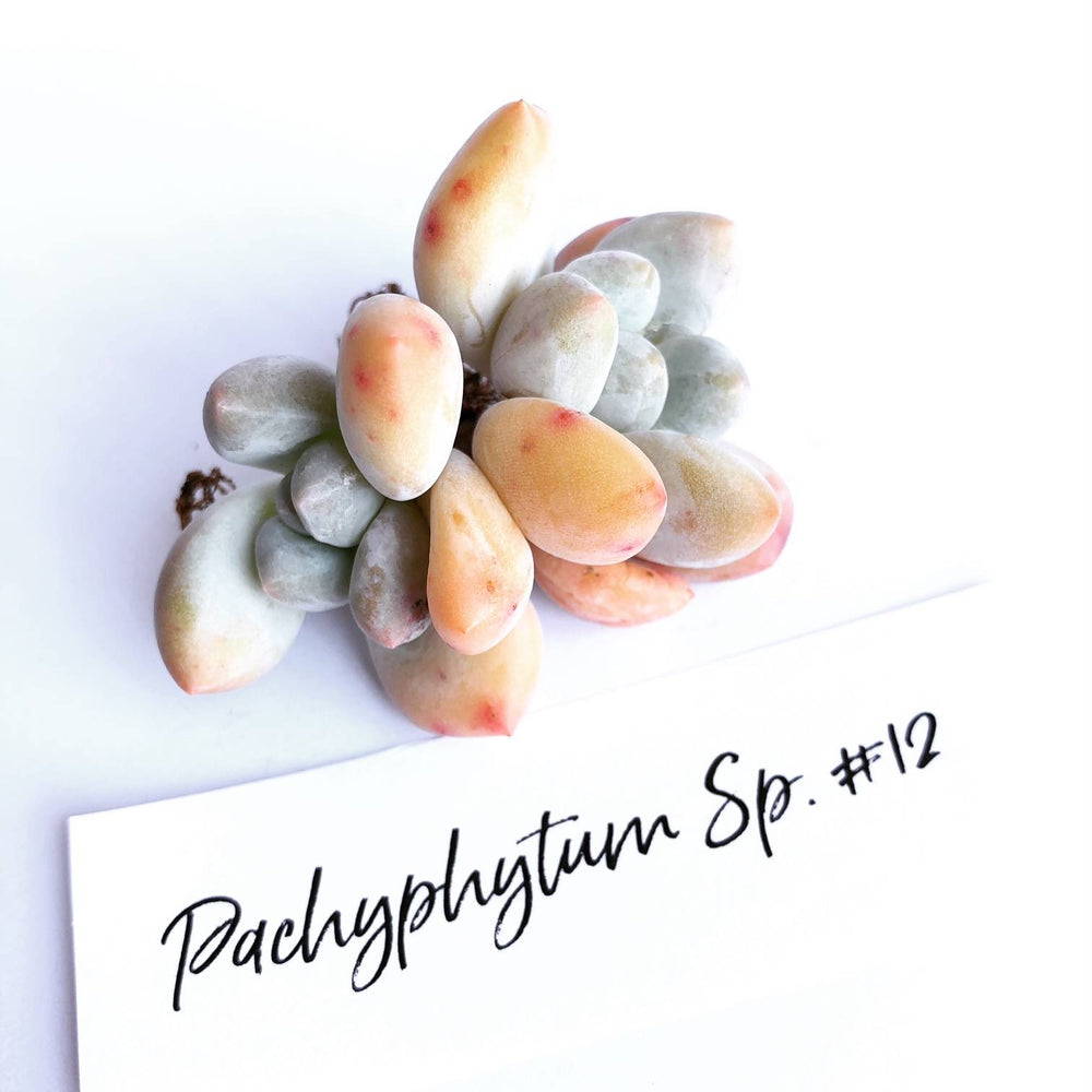 Pachyphytum Sp. #12