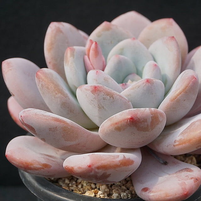 PRESALE Echeveria Peach Berry, (Random)