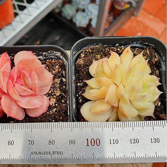 Echeveria Onslow, Variegata