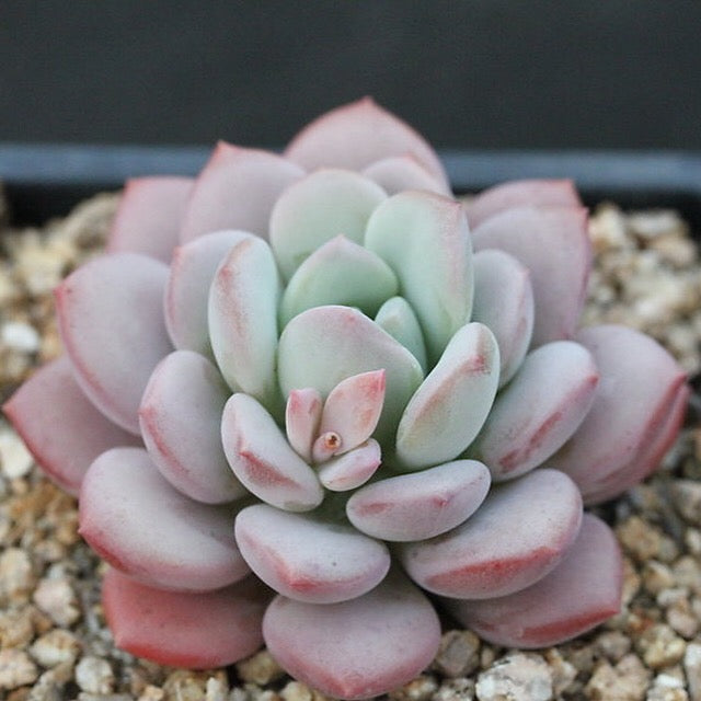 FLASH SALE! PRESALE Echeveria Ice Cream, (Random)