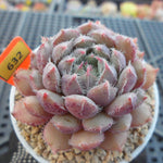 PRESALE Echeveria Setosa x Vincent, (Random)