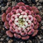 Hwaga Original Hybrid- PRESALE Echeveria Pablo