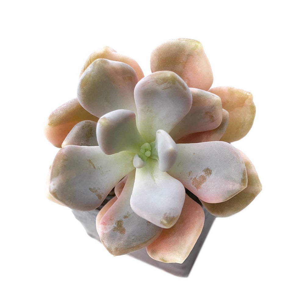 Sale! Pachyveria Pachyphytoids